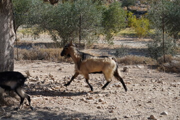 goat from  Rhodes , Greece