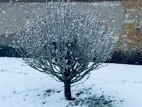 tree in the cold