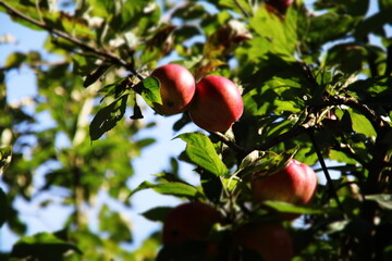 Baum Apfel Rot Grün Garten Herbst Obst Gesund Ernte 