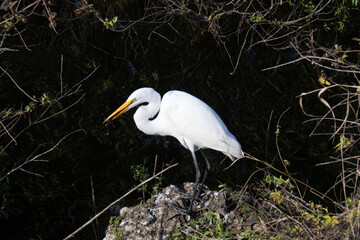 great white bird