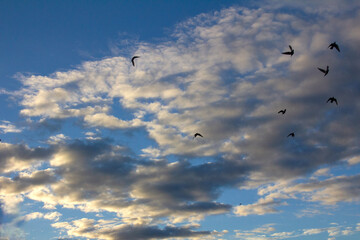 birds flying in the sky