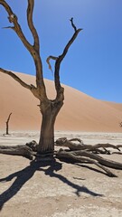 Sossusflei is home to the famous Dead Valley, famous for the skeletons of dead trees