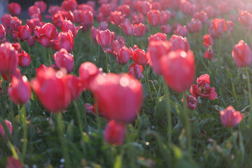 red tulips in the garden in spring