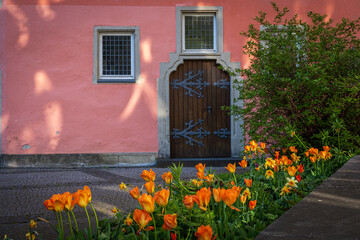 orange tulips in the garden of an old house in spring