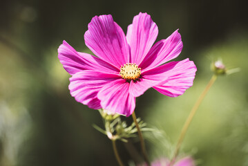 Fototapeta premium Blume / Sommerkörbchen
