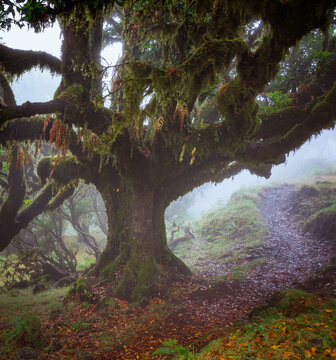Mystical misty forest, Seixal, Madeira
