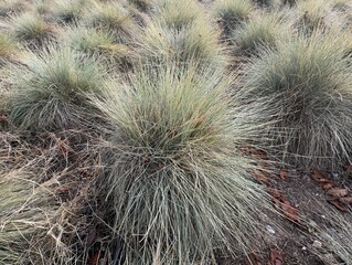 Obraz premium Festuca glauca blue oat grass garden decoration. Autumn colors of Blue Fescue spiky leaves. Powder blue grass background. Ornamental grass 'Elijah Blue' - soft festuca ovina, ball fescue. Close-up. 