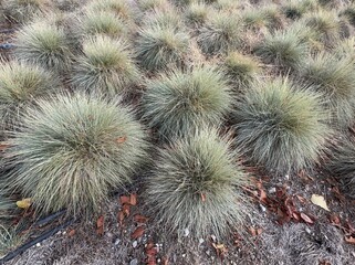 Festuca glauca blue oat grass garden decoration. Autumn colors of Blue Fescue spiky leaves. Powder blue grass background. Ornamental grass 'Elijah Blue' - soft festuca ovina, ball fescue. Close-up.
