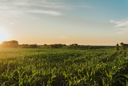 Rural Nebraska Cornfield in sunset