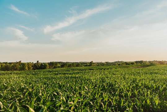 Nebraska Cornfield at sunset