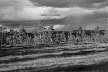Scandinavian spruce woods with rain cloud  and sun and shadow in the unique wide open alpine landscape of the  gorgeous Fulufjället national park in Sweden. © Lars Gieger