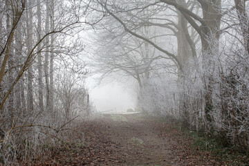 cold foggy path through woods in winter