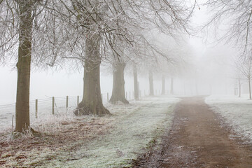 avenue of lime trees in winter on a frosty morning
