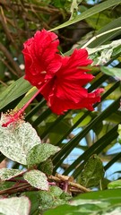 Red hibiscus flower blooming in a greenhouse.