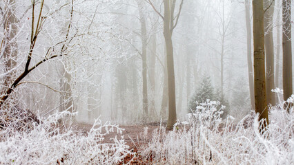 misty woods on frosty morning in Lincoln
