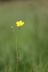 scharfer Hahnenfu&szlig;