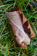 autumn leaf with frost on the grass