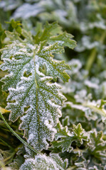close up of a leaf with frost