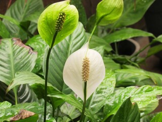 Obraz premium Flores variadas.