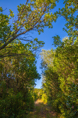 A sunlit path winds through a lush, green forest, with a clear blue sky peeking through the canopy