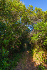 A sunlit path winds through a lush, green forest, with a clear blue sky peeking through the canopy