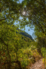 A sunlit path winds through a lush, green forest, with a clear blue sky peeking through the canopy