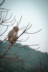 Baby monkey on a tree	
