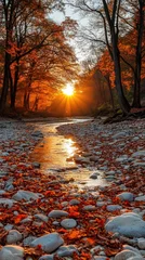 Fototapete Rund Golden sunset illuminating forest river in autumn © kardaska