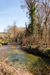 A mountain river flows in a forest, a landscape, a summer day, a forest grows along the banks of the stream. 