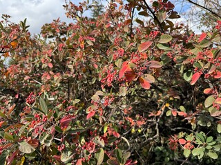 Bunches of ripe red berry cotoneaster. Red strawberries and autumn leaves red yellow orange colors cotoneaster horizontalis bush. Cornelian cherry medlar, rockspray cotoneaster. Close-up. Background.
