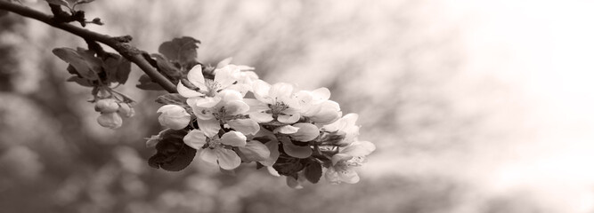 Cute flowers on the branch