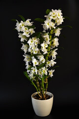 blooming white orchid in a pot on a black background