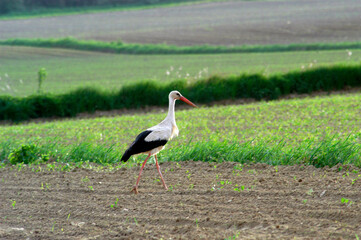 Stork walking on a field