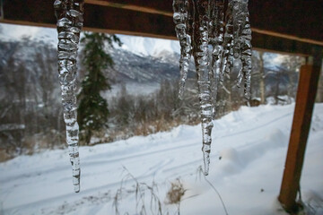 icicles in the snow
