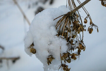 snow covered branches of a tree