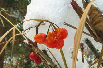 snow on a tree