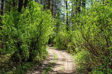 Sunlit forest path with spring greenery