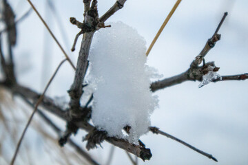 snow covered branches