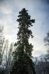 snow covered pine trees