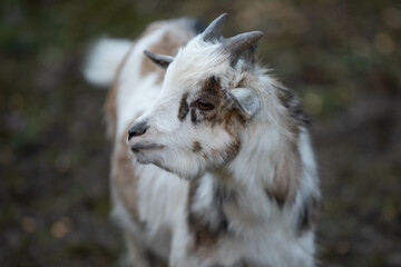 side portrait of a young goat