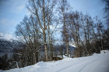 winter landscape with trees and snow