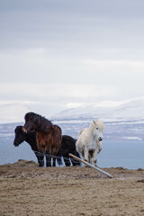 icelandic horses with snow covered mountains in the background