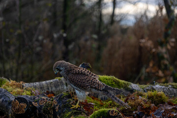 Common Kestrel
