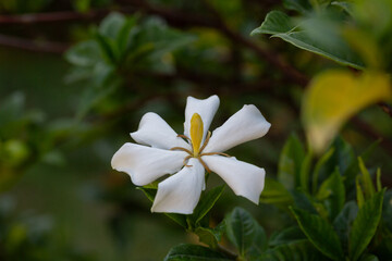 Gardenia Jasminoides flower blooming in the garden with green leaves. Commonly known as Gardenia and Cape Jasmine, is an evergreen flowering plant in the coffee family Rubiaceae. White flower