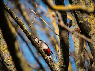 bird on tree