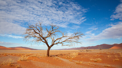 Fototapeta premium Single tree in the Namib desert, Namibia