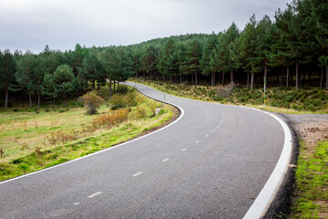 Winding tarmac road M-611 through pine tree forest in Cuenca Alta del Manzanares Regional Park, Central Spain.