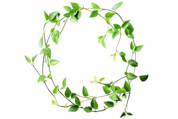 Fototapeta premium leaf vine circle isolates on a white background leaf vine circle isolates on a white background