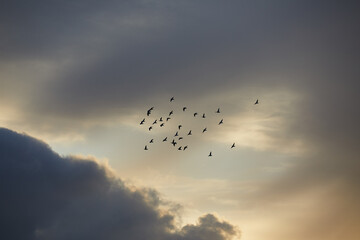 birds in the sky