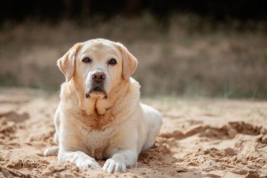 Dog, Hund, Welpe, Labrador, Rasse, golden retriever